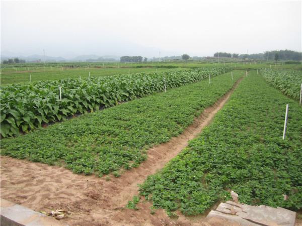 广东韶关始兴20亩养鸡场地转包