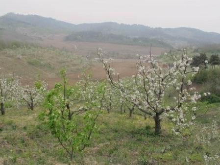 辽宁省抚顺市望花区100亩山地出租